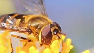 The Amazing World of Bees