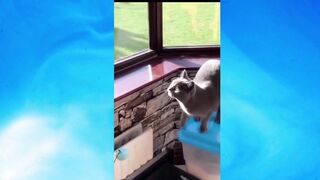 Cat videos that make you laugh