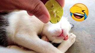 Chats et chiens les plus drôles !!!! Animaux drôles 2023 !! Partie 15