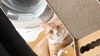 Funny cat &cute