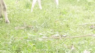 Lembu 1