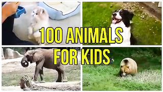 Animals 28