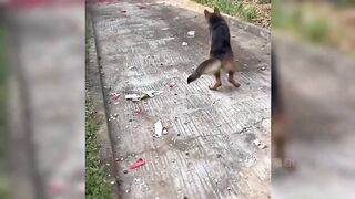 Try Not To Laugh Challenge -  Cat & Dog 7