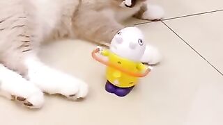 funny&cute animals videos❤️❤️❤️