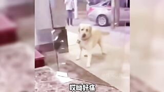 Try Not To Laugh Challenge - Cat & Dog