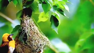 BEAUTIFUL BIRD NEST IN THE WORLD
