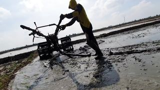 traktor sawah