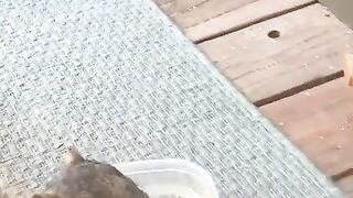 Cute squirrel 3