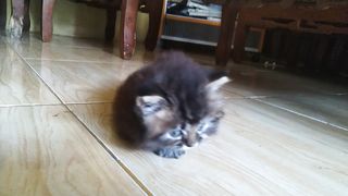 my cat 4