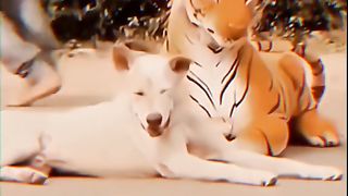 Fanny vido dog