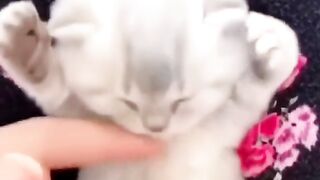 Cute kitten 8