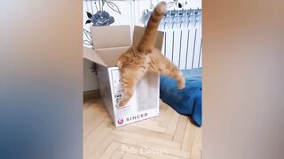 Best Funny Animals 2023 ???? Funniest Cats and Dogs ????????