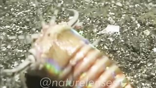 BOBBIT WORM|THE NIGHTMARE OF THE DEEP