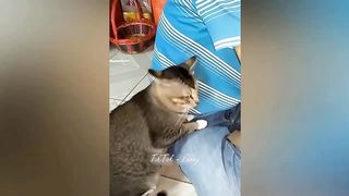 Trending Funny Animals Funniest Dogs and Cats