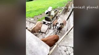 Funniest Animals Videos ???? - Best Funny Dogs And Cats Videos 2023???? #1