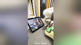 New funny animals  funniest cats and dogs