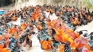 Saudi Arabia farm