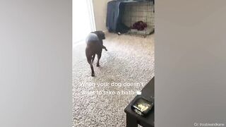 When your dog doesn’t want to take a bath Funny Dog’s Reaction