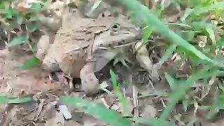 this man hunts frogs and cooks them with bamboo ????