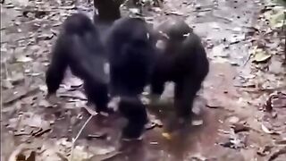 Funny animal video 12