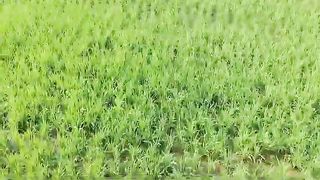 Punjab 6
