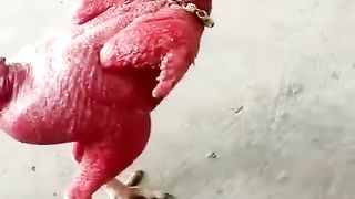 aisa-murga-apne-phle-kabhi-nahi-dekh-hoga-960-ytshorts.savetube.me.