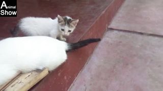 kitten play with mom | cat lover
