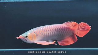 Arowana super red 40 cm Indonesia