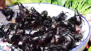 Extreme Video Eating Dung Beetle with Vegetables Without Cooking