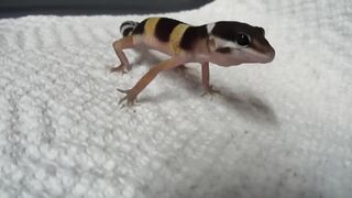 Angry Gecko