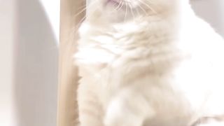 Cat Playground