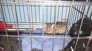 Cat / kitty / kucing hutan