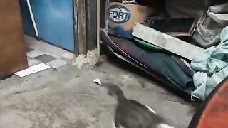 Woyyyyy