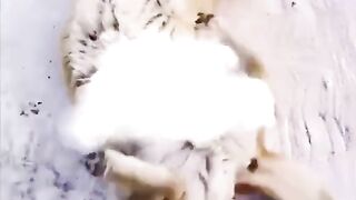 Animals dance