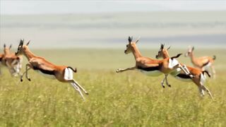 Cheetahs: Africa's Fastest Hunters | Free Nature Documentary