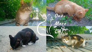 Female cat in heat, cats mating season