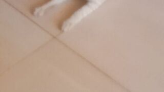 Cat orange siraja tidur ????