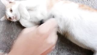 Collection of Funny Cat Videos 2