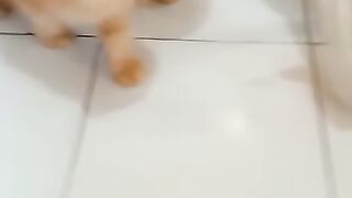 funny cat 71