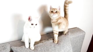 Kucing lucu dan menggemaskan