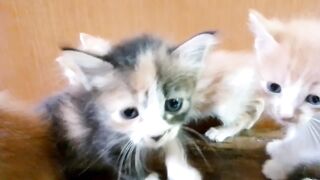 Collection of Funny Cat Videos 3