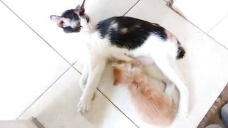 Collection of Cute Cat Videos