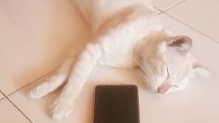 Nunguin majikan tidur