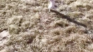 Funny pet behavior1