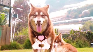 Dogs and Puppies Beautiful Animal Footage