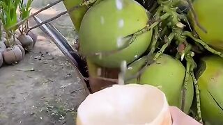 Coconut