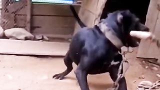 Funny pet behavior2