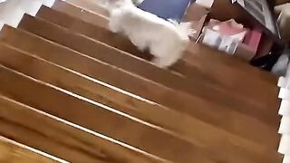 Funny pet behavior3