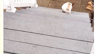 Funny pet behavior4