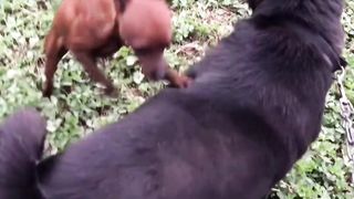 Funny dog moment